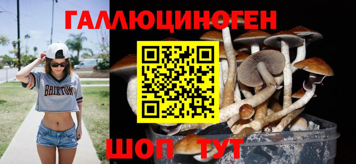 Карачаевск  Псилоцибиновые грибы Psilocybe  Вход с VPN 