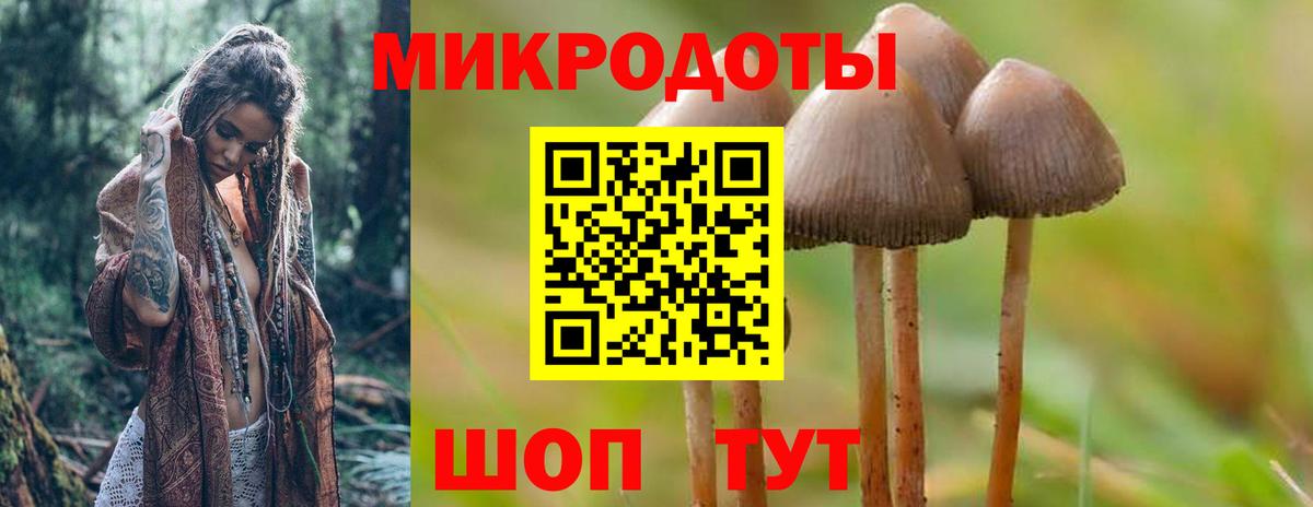 Галлюциногенные грибы Psilocybe Карачаевск